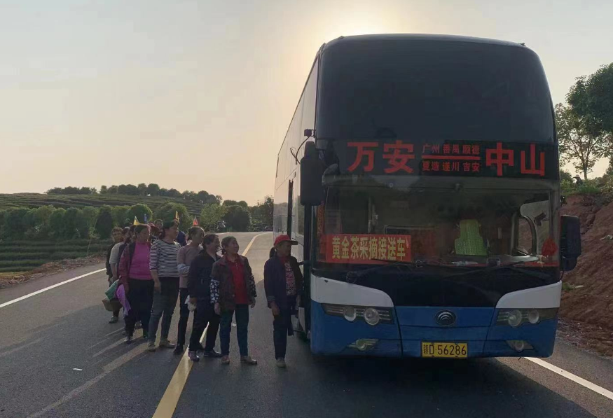 吉安長(zhǎng)運(yùn):開(kāi)通采茶專(zhuān)線 助力茶農(nóng)追光